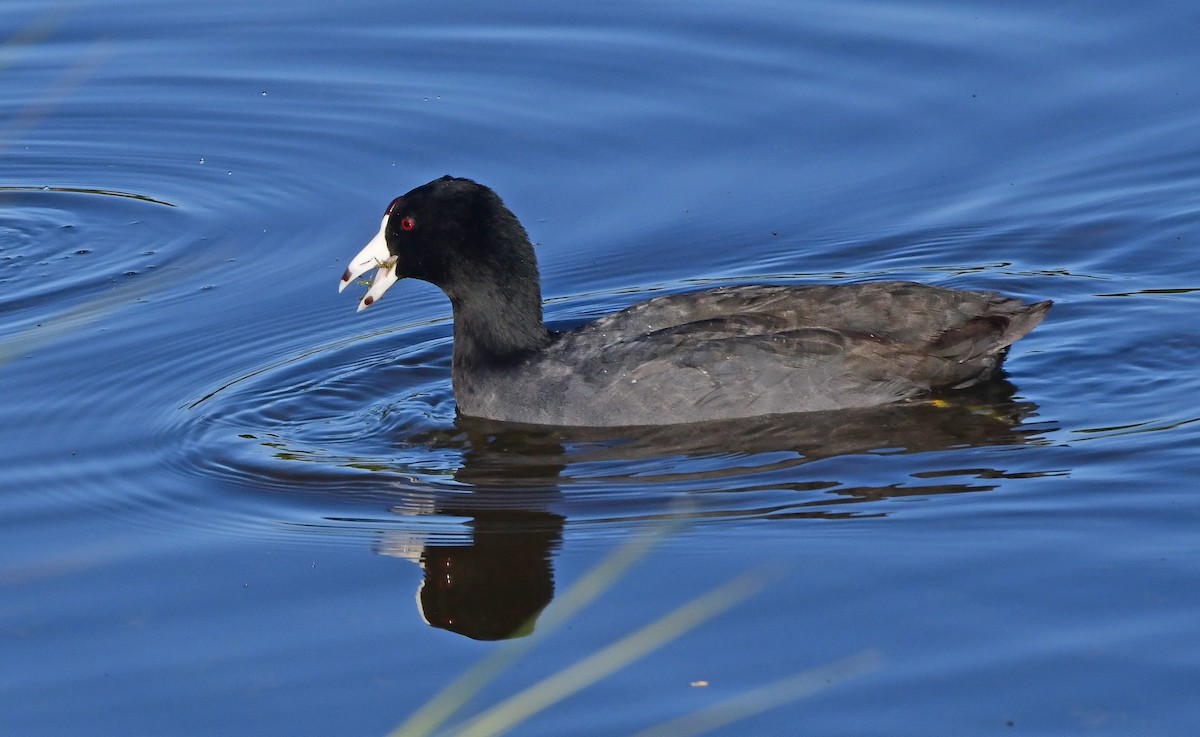 American Coot - ML647475232