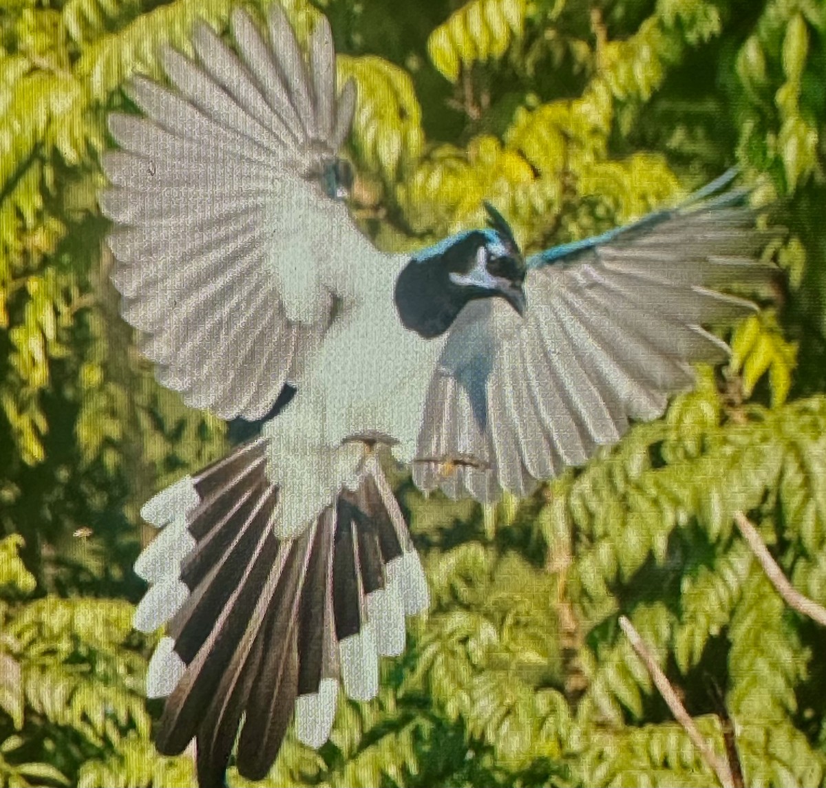 Black-throated Magpie-Jay - ML647475237