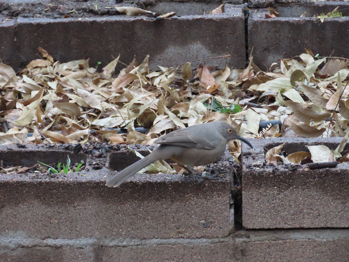 Curve-billed Thrasher - ML647475238