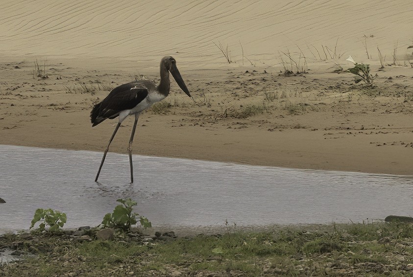 Marabou Stork - ML647475239