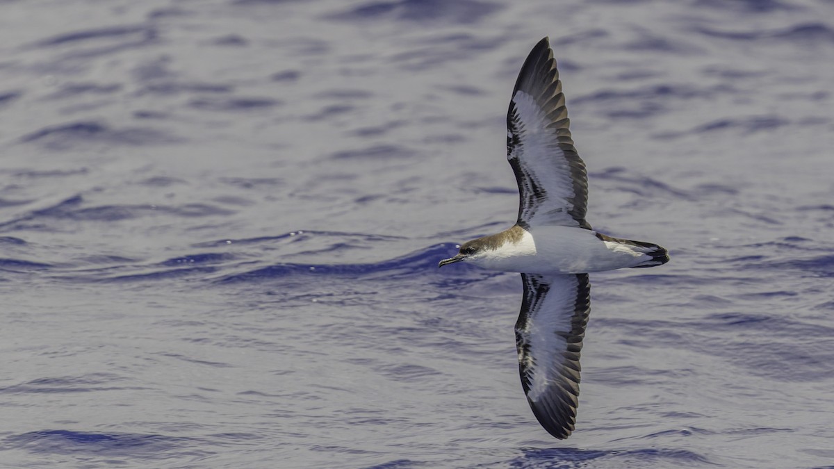 Tropical Shearwater (Mascarene) - ML647475240