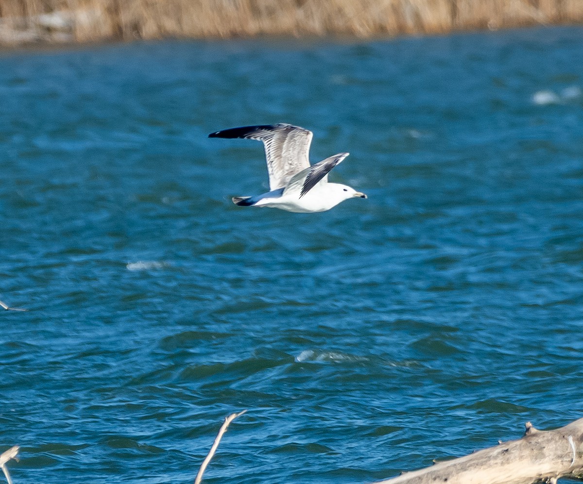 Caspian Gull - ML647475242