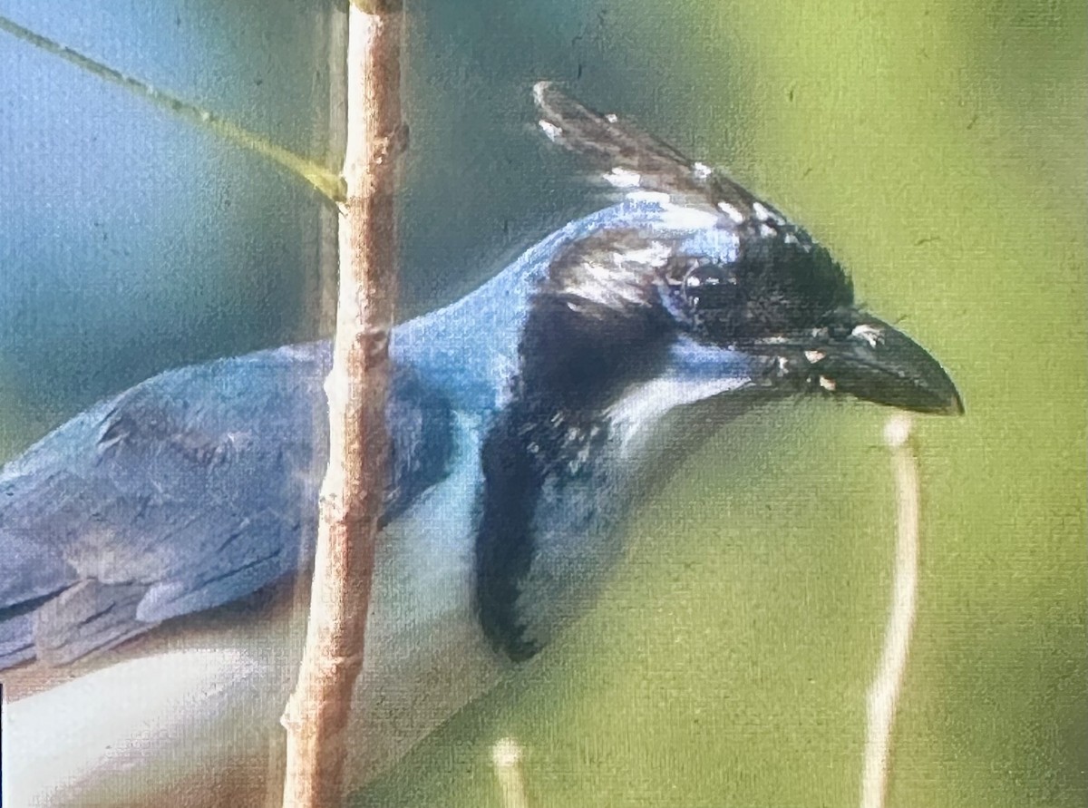 White-throated Magpie-Jay - ML647475243