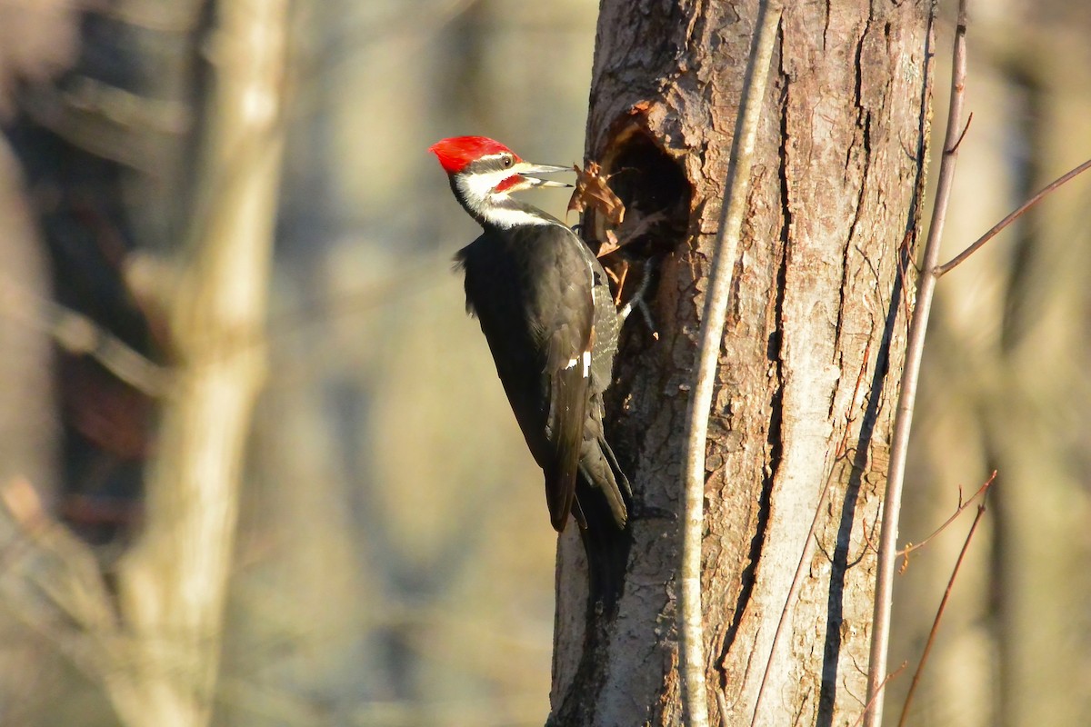 Pileated Woodpecker - ML647475244