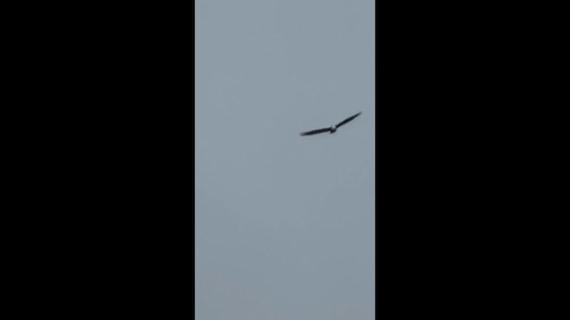 orel bělohlavý - ML647475253