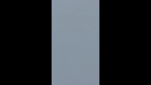 orel bělohlavý - ML647475254