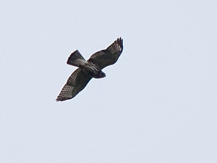 Broad-winged Hawk - ML647475286
