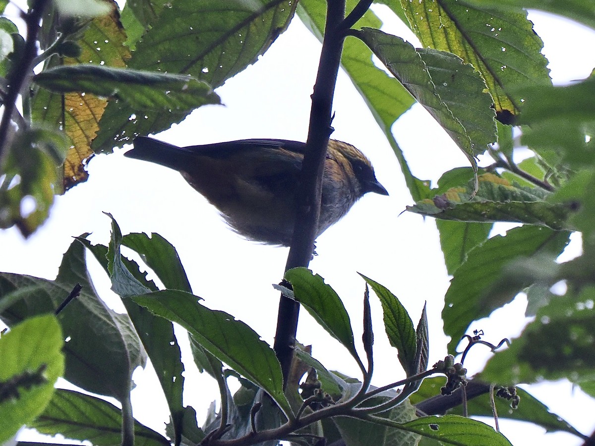 テリミドリフウキンチョウ - ML647475297