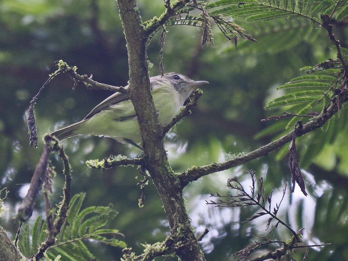 Brown-capped Vireo - ML647475307