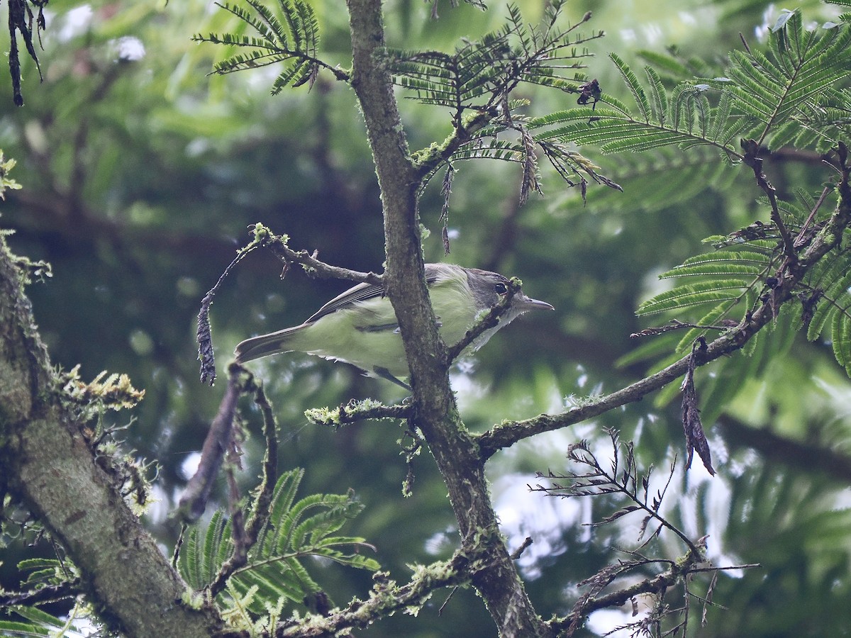 Brown-capped Vireo - ML647475308