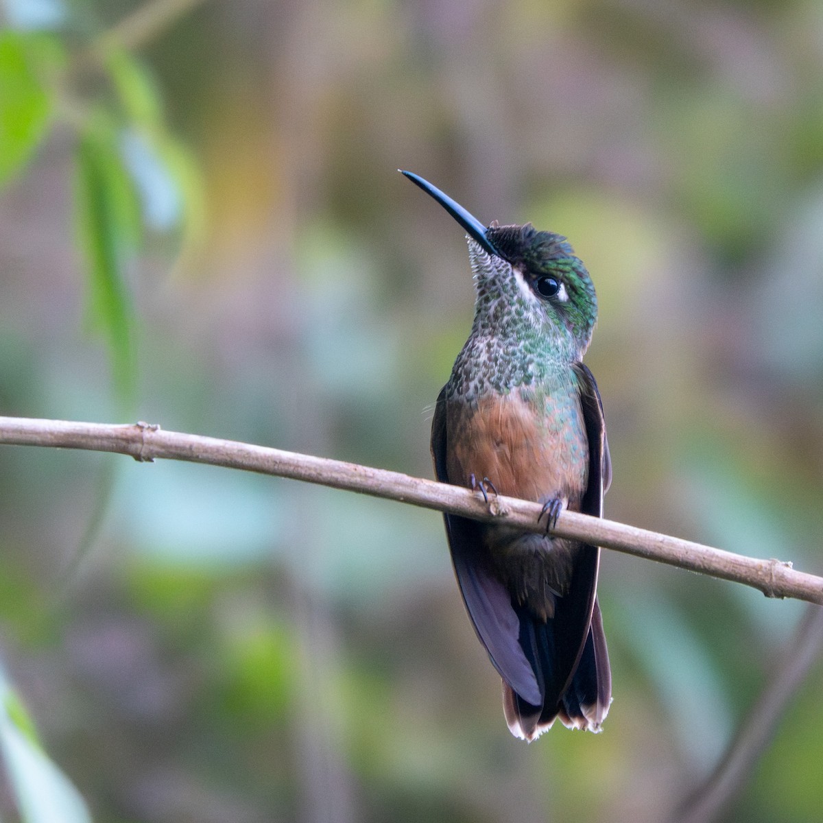 Brillant à front violet - ML647475323