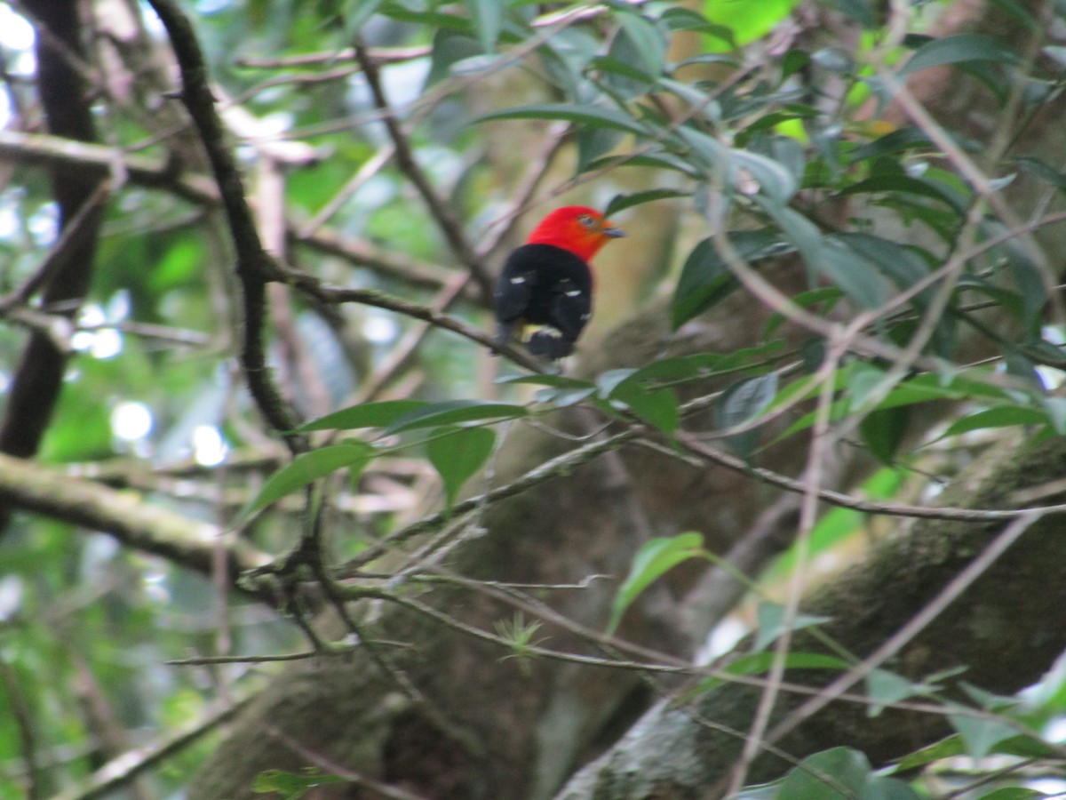 Manakin à queue barrée - ML647475331