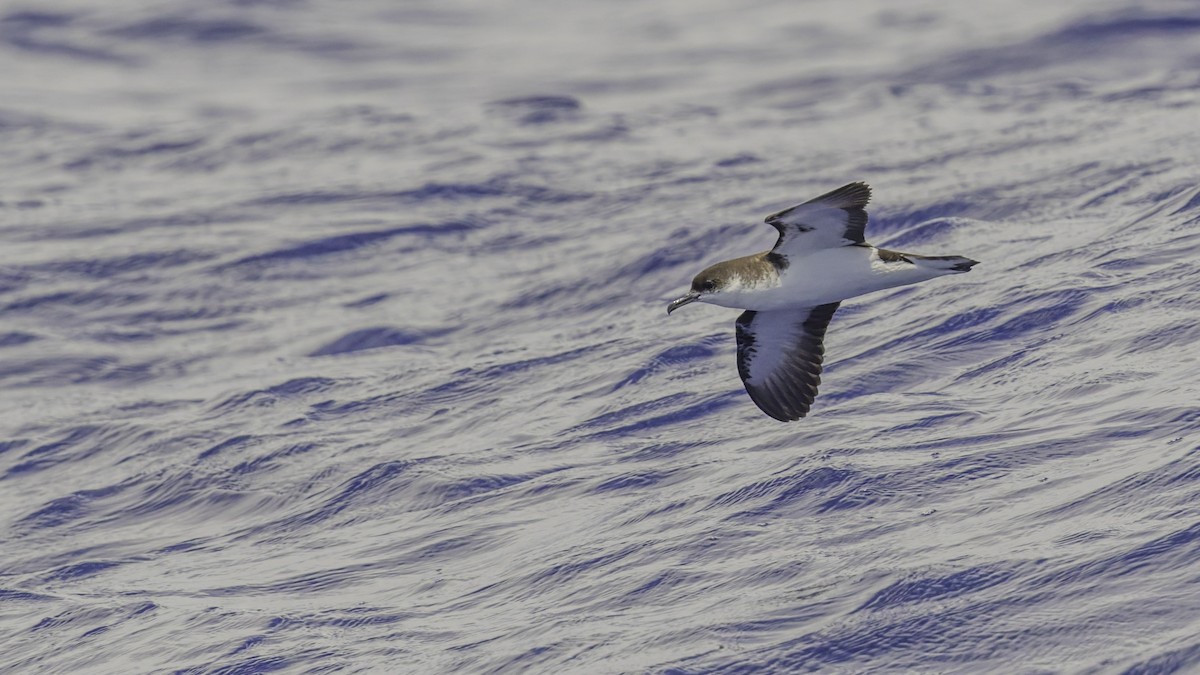 Puffin de Baillon (bailloni) - ML647475333