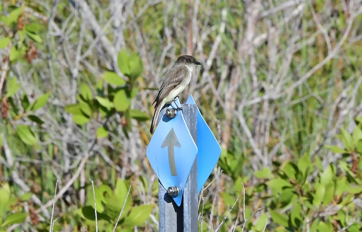 Moucherolle phébi - ML647475334