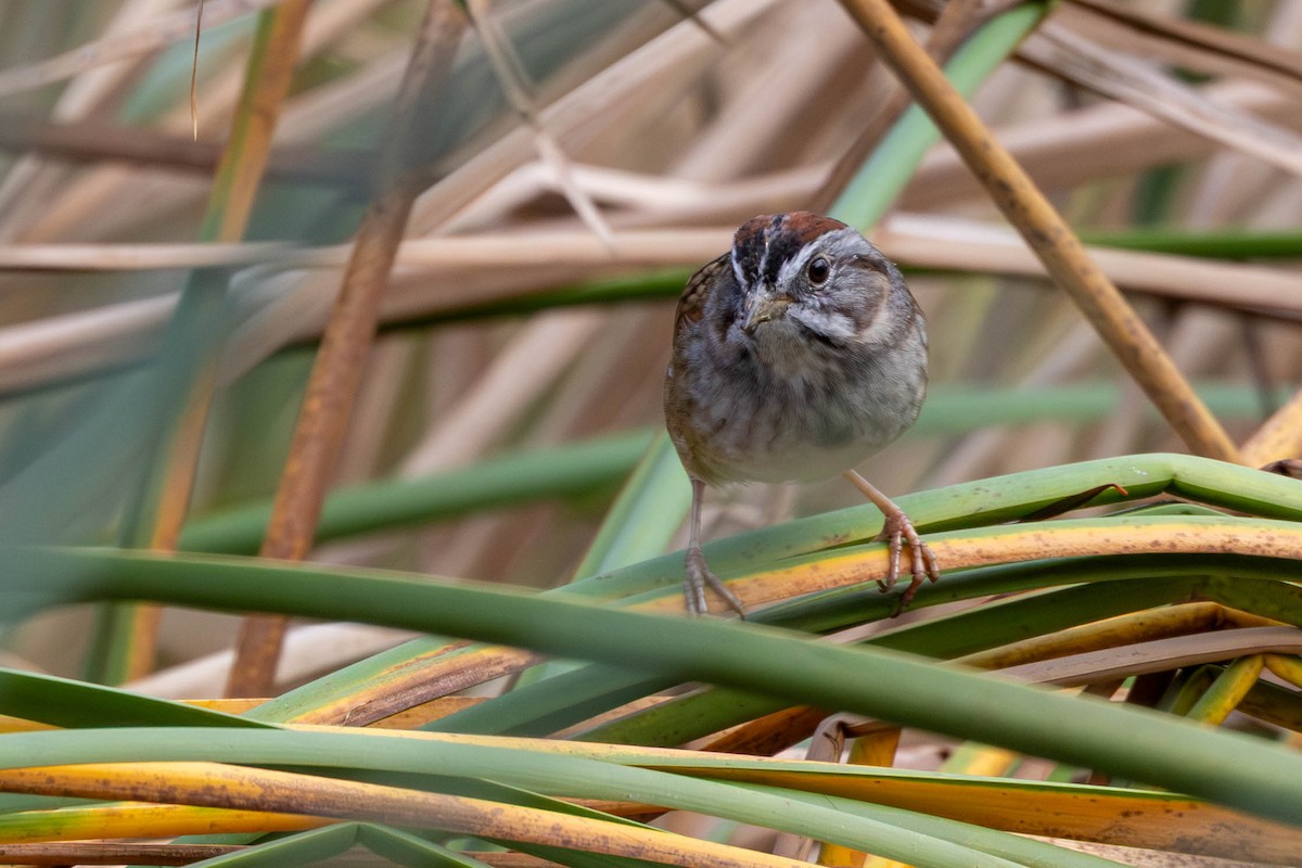 Bruant des marais - ML647475335