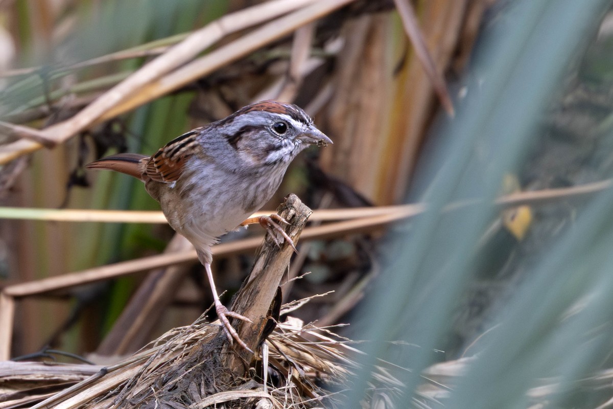 Bruant des marais - ML647475336