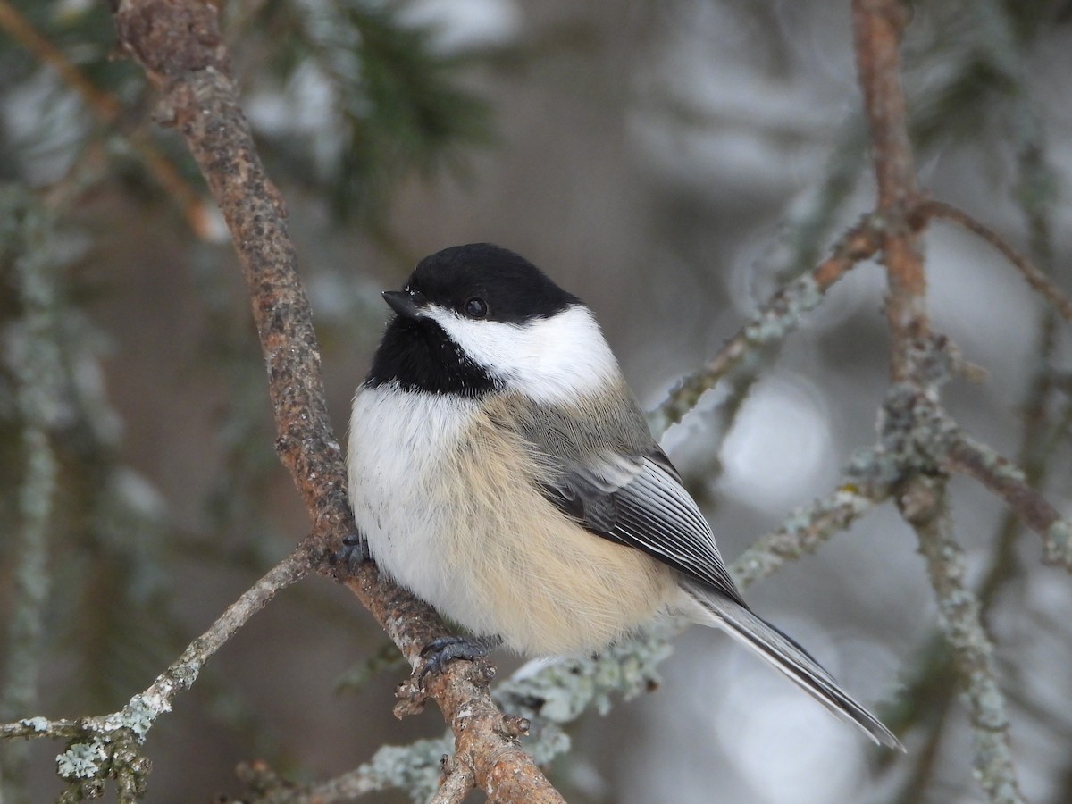 Mésange à tête noire - ML647475337