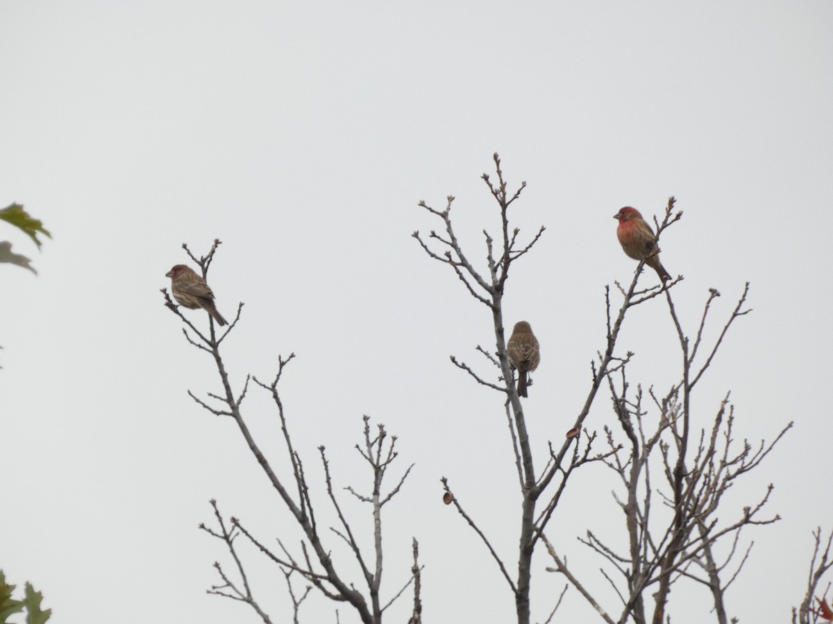 Roselin familier - ML647475338