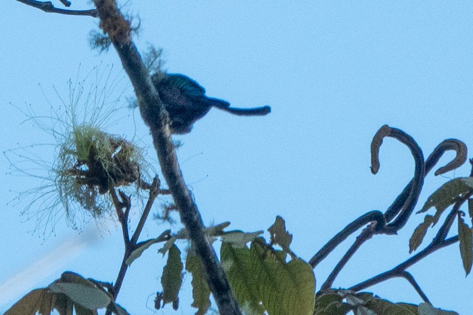 Sylphe à queue d'azur - ML647475339