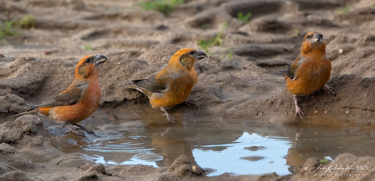 Bec-croisé des sapins - ML647475340
