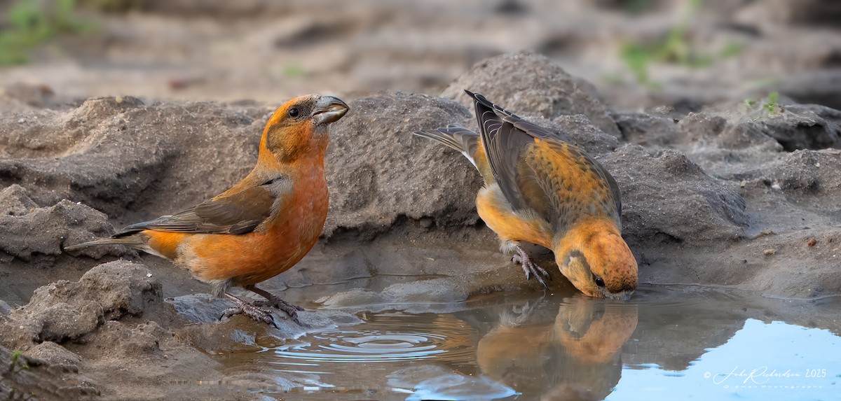 Bec-croisé des sapins - ML647475341