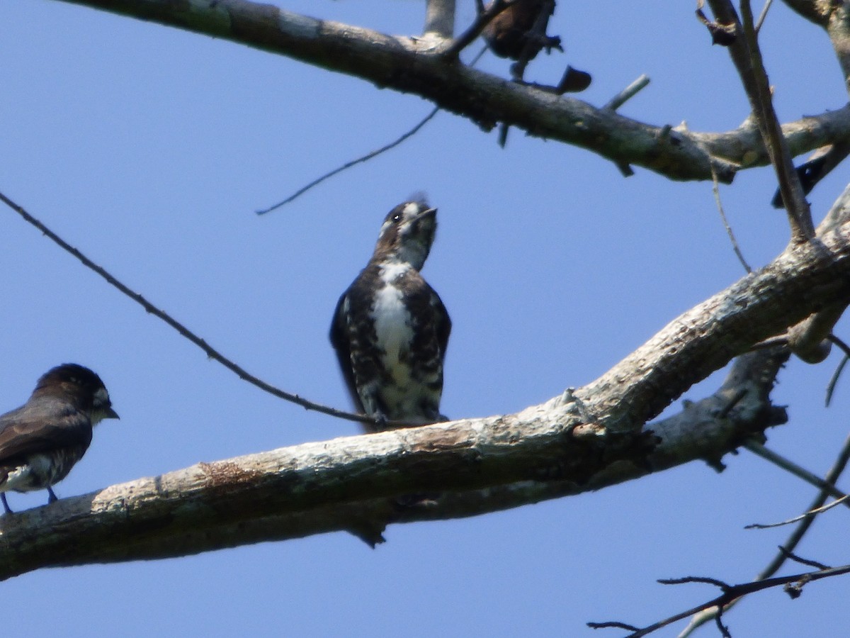 Iodopleure d'Isabelle - ML647475342