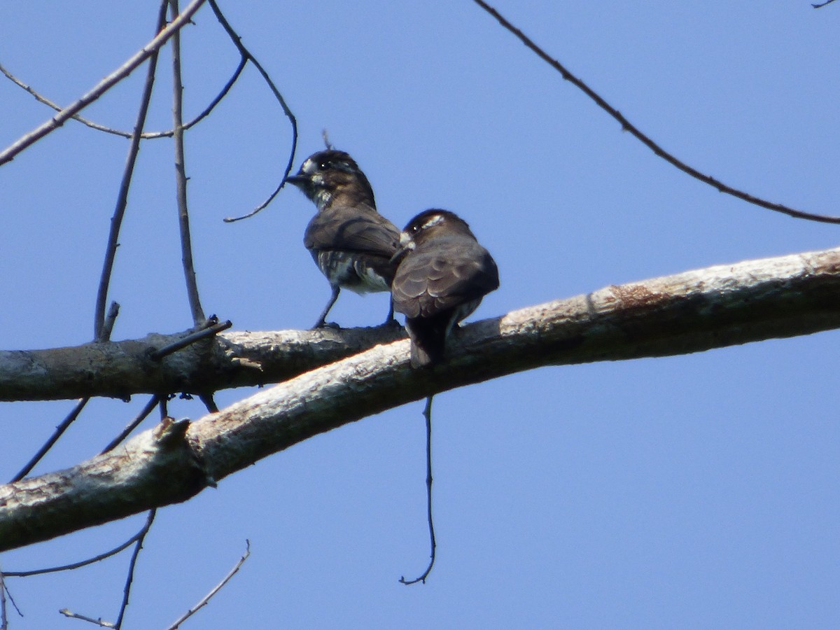 Iodopleure d'Isabelle - ML647475343