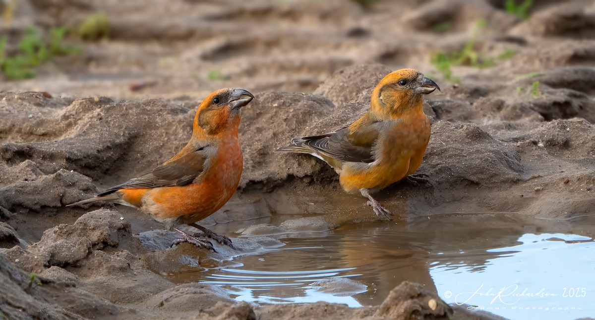 Bec-croisé des sapins - ML647475344