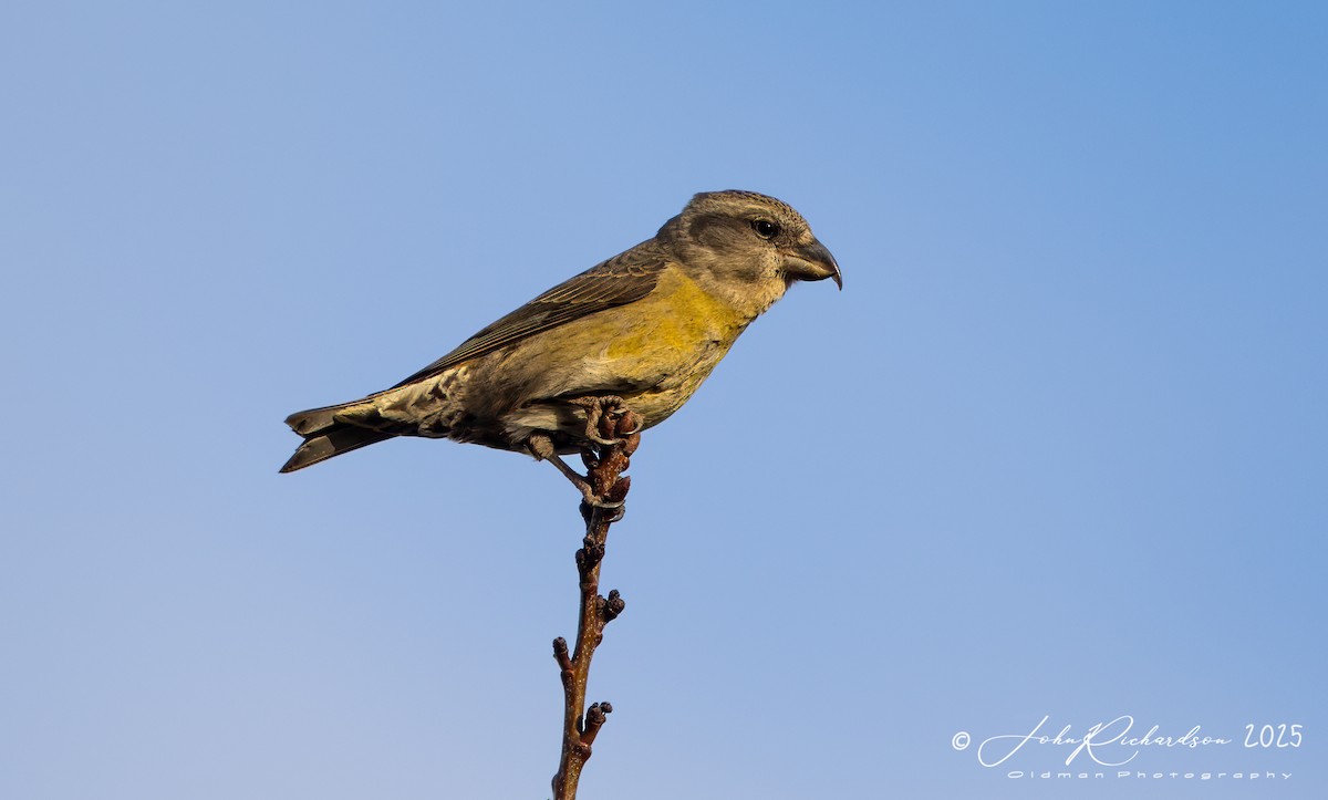 Bec-croisé des sapins - ML647475345