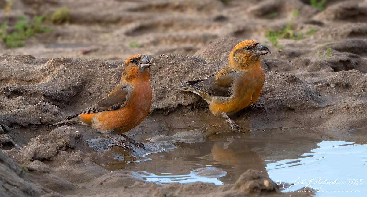 Bec-croisé des sapins - ML647475346