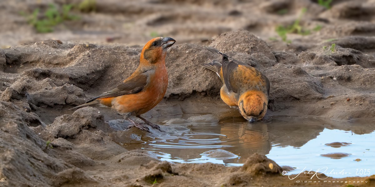 Bec-croisé des sapins - ML647475347