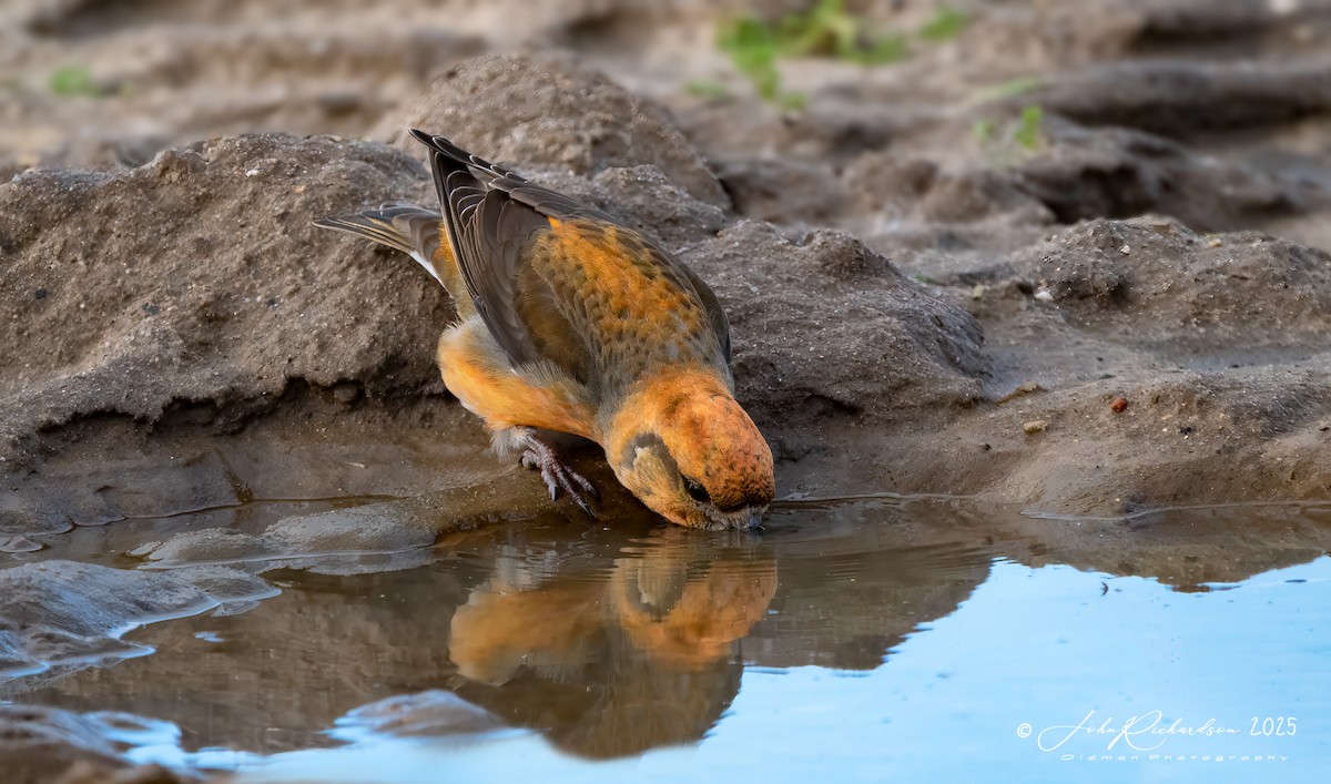 Bec-croisé des sapins - ML647475348