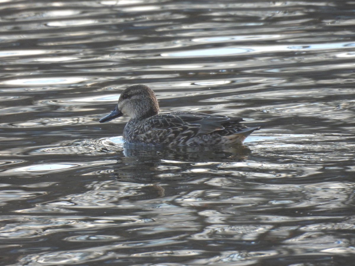 Sarcelle d'hiver (carolinensis) - ML647475349