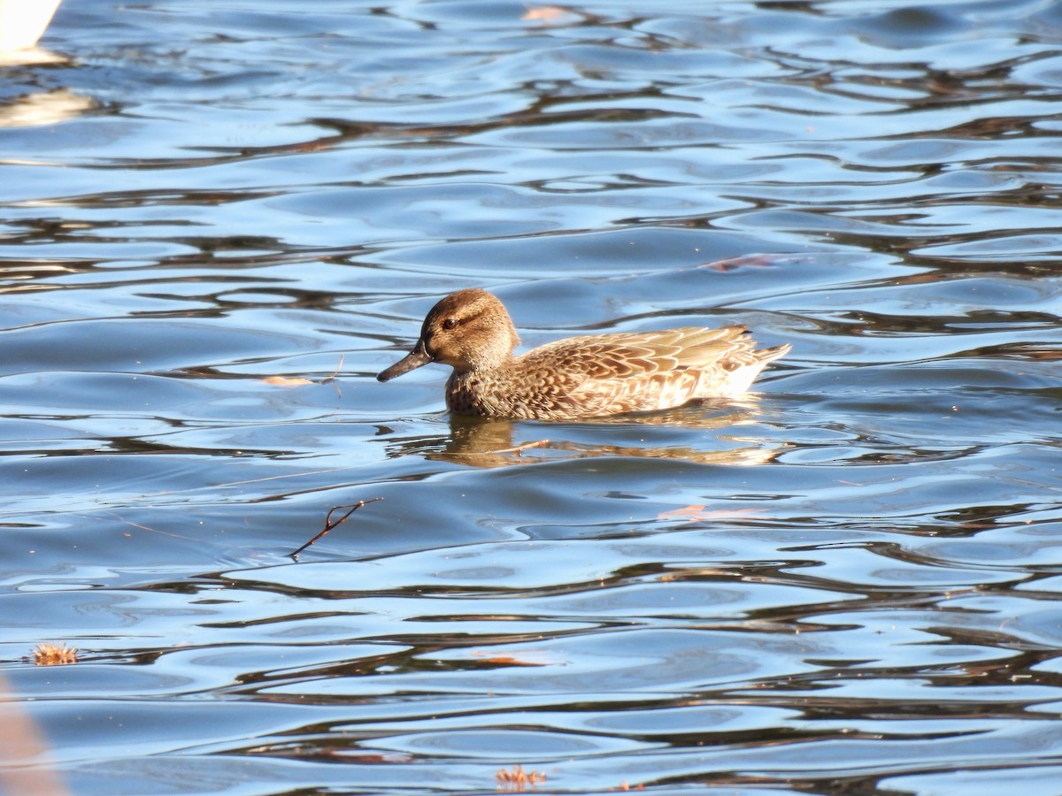 Sarcelle d'hiver (carolinensis) - ML647475350