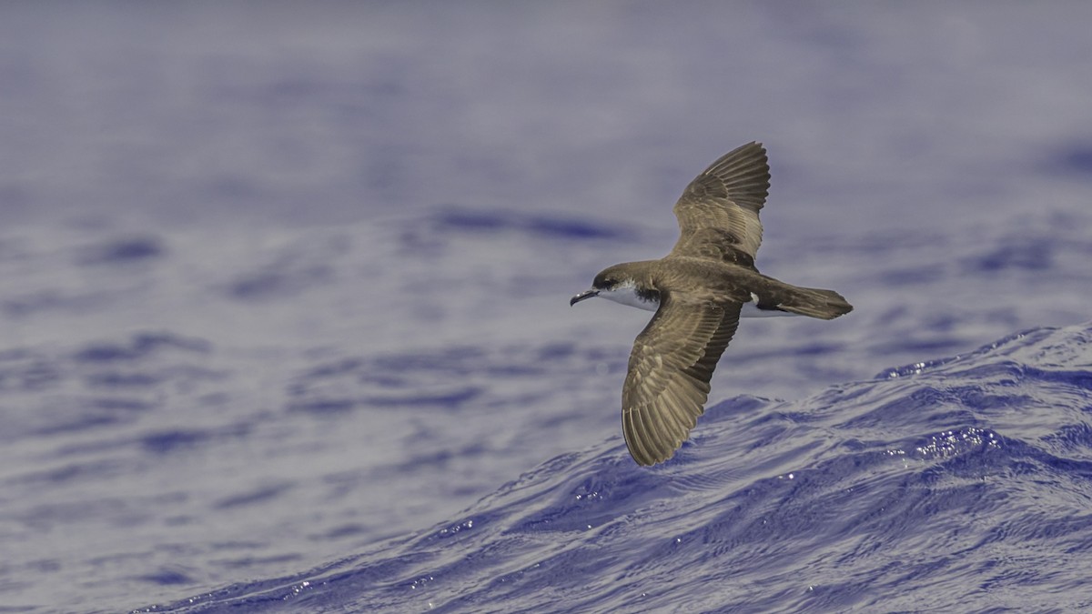 Puffin de Baillon (bailloni) - ML647475351