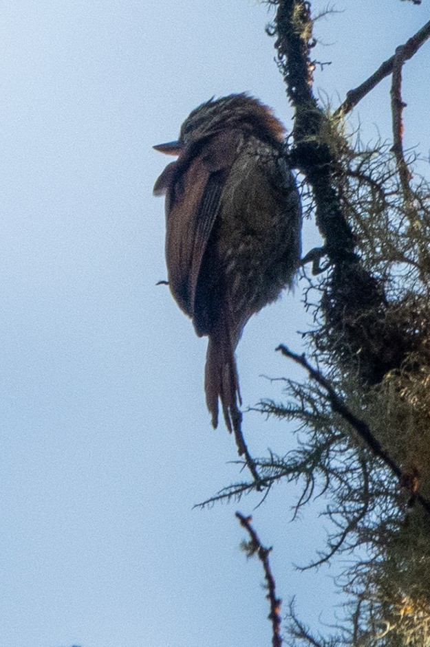 Sittine striée - ML647475352