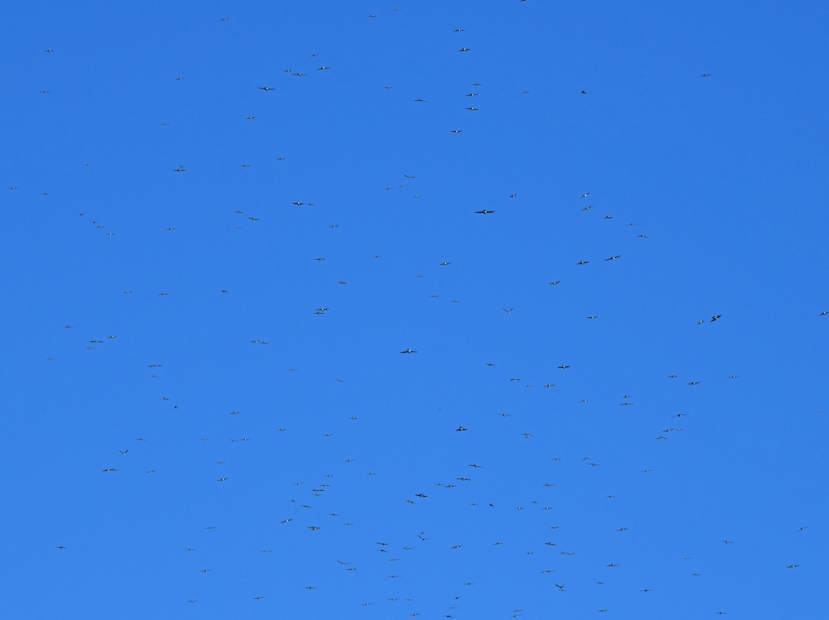 Hirondelle bicolore - ML647475354