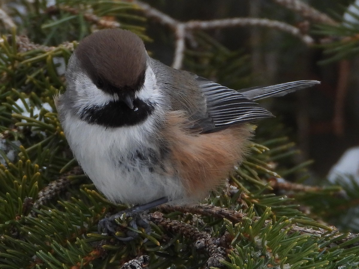 Mésange à tête brune - ML647475356