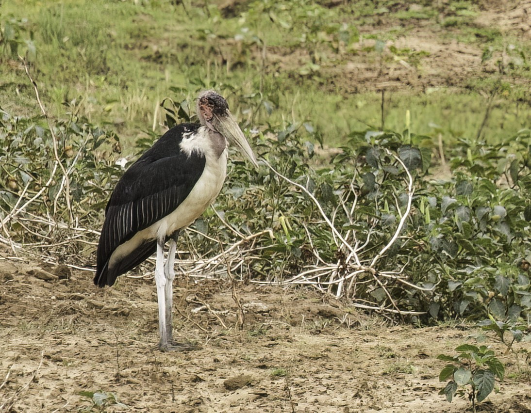 Marabout d'Afrique - ML647475357