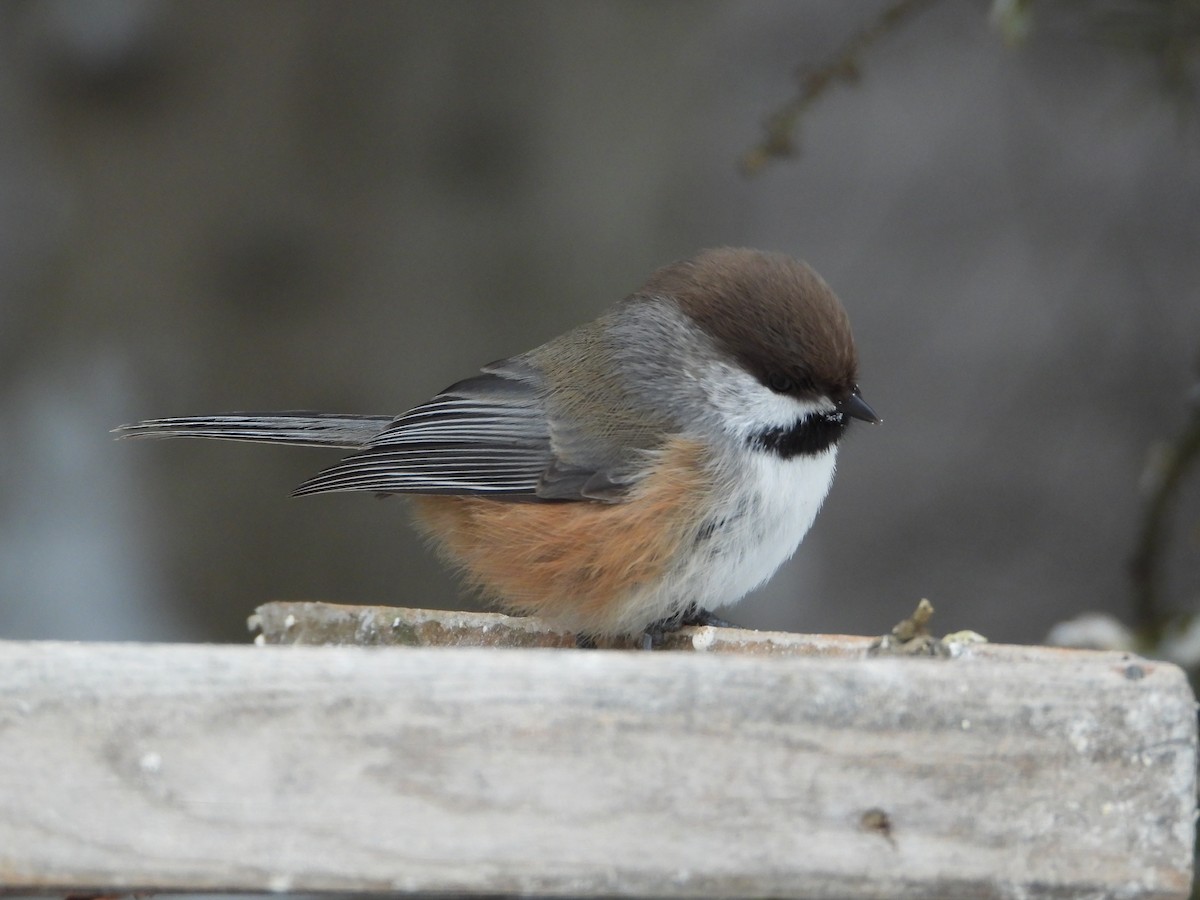 Mésange à tête brune - ML647475358