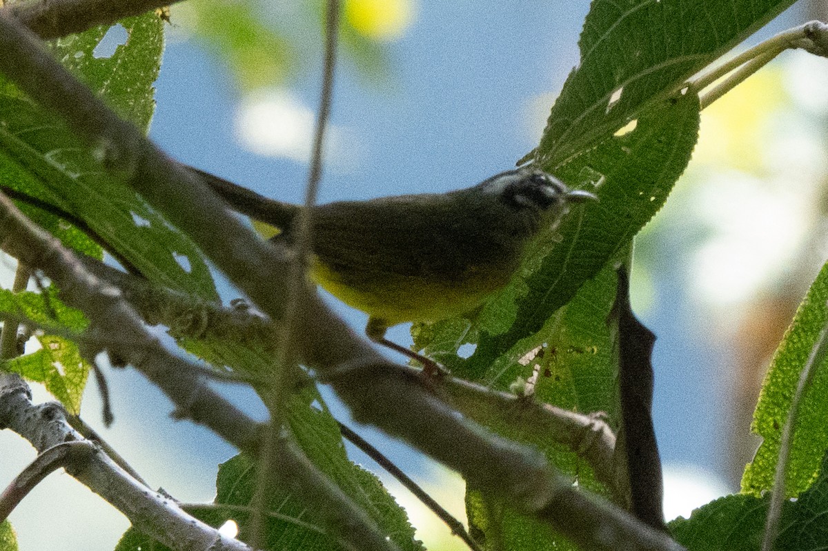 Коронник смугастоголовий - ML647475389