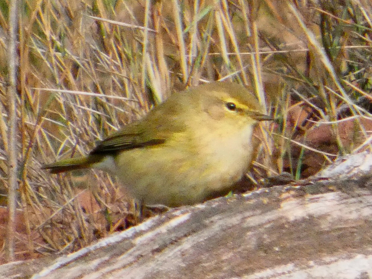 Mosquitero Común - ML647475391
