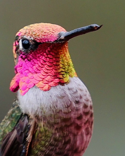 Anna's Hummingbird - ML647475407