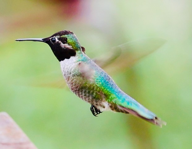 Anna's Hummingbird - ML647475408
