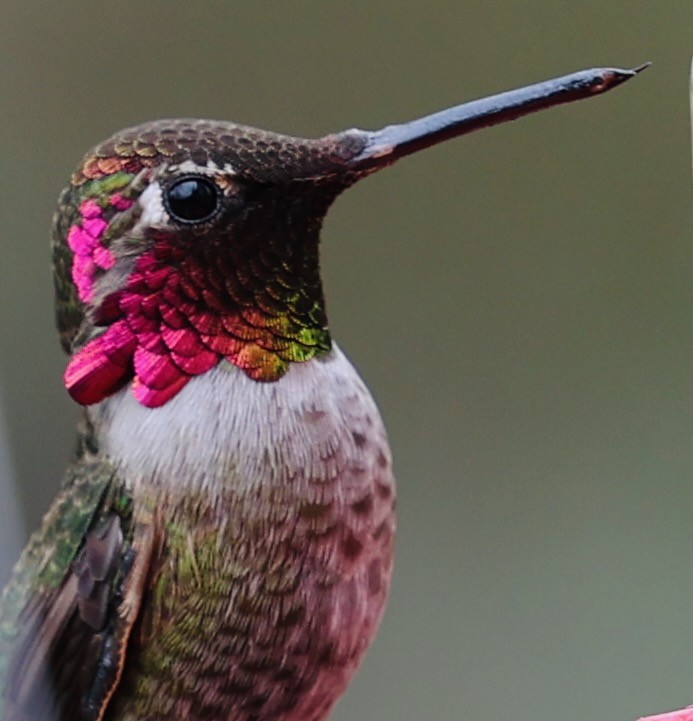 Anna's Hummingbird - ML647475409