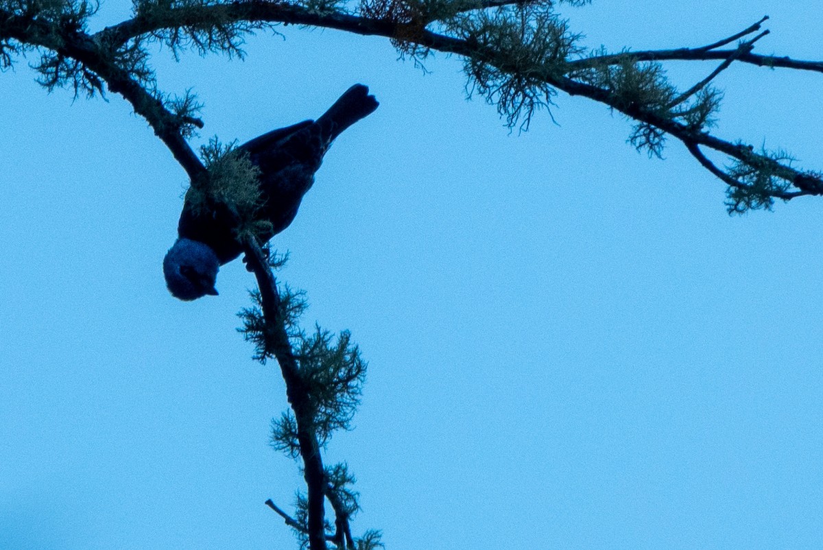 Танагра блакитношия - ML647475411