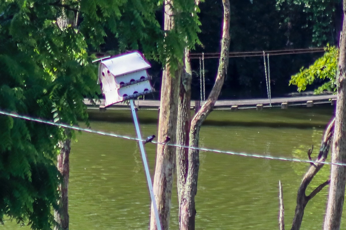 Purple Martin - ML647475412