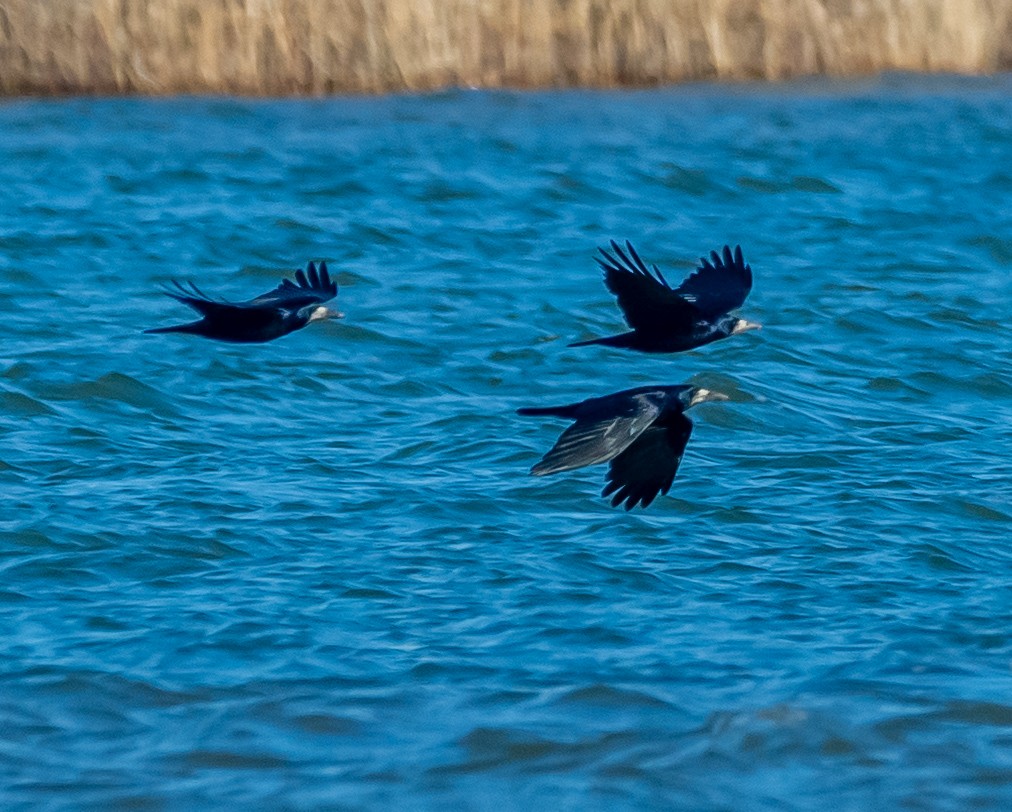 Ekin Kargası - ML647475413