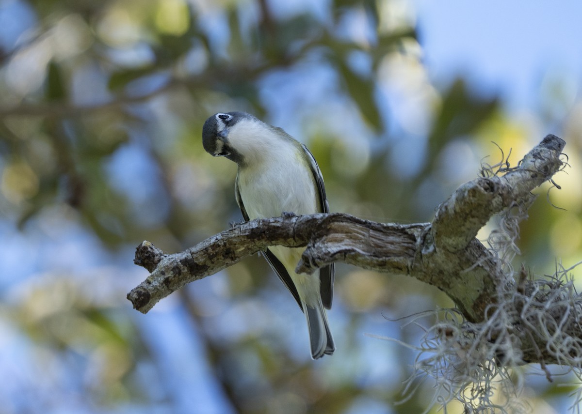 zelenáček brýlový - ML647475414