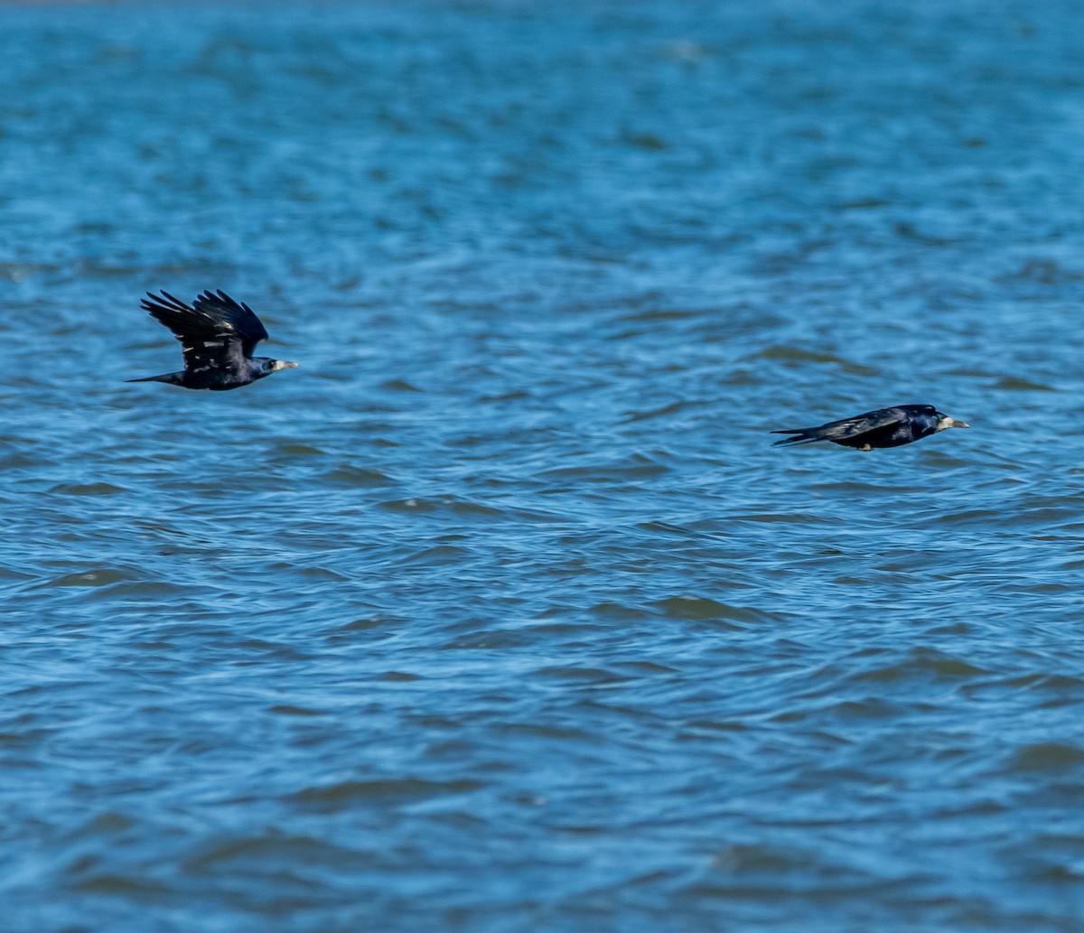 Ekin Kargası - ML647475415